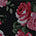 Rose Print Black